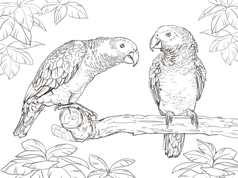 Two African Grey Parrots Coloring Page